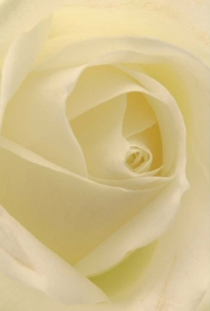Viewed close enough to appreciate every detail, this white rose tells a silent story of resilience and poise. Each creamy petal is arranged in a flawless spiral, the gentle gradations from white to pale lemon accentuated by the soft illumination typical of a North Watford afternoon. The composition blends tranquility with sophistication-the overlapping layers capturing the way light glows serenely from within, as if the bloom itself holds a secret. For a local florist, the nearly ethereal texture offers both visual and tactile delight, conjuring the sensation of cool satin and a whisper of fragrance carried on a spring breeze. The arrangement's emotional resonance is ideal for a romantic gesture, an apology offered in earnest, or a thoughtful centrepiece at a wedding set against the historic charm of North Watford. Outer petals, thin and lit by fleeting sunlight, add both a sense of vulnerability and an understated message of hope. Each rose, selected and arranged with heartfelt artistry, is delivered across North Watford to mark occasions big and small, bringing quiet comfort and timeless elegance.